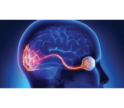 Lutein and Zeaxanthin Protect Vision While Boosting Brain Blood Flow